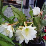 e69c88e4b88be7be8ee4baba1